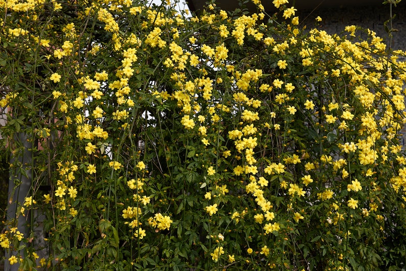 Primrose Jasmine, Chinese Jasmine, Jasminum primulinum, Jasminum mesnyi 6 cuttings 7 each image 9