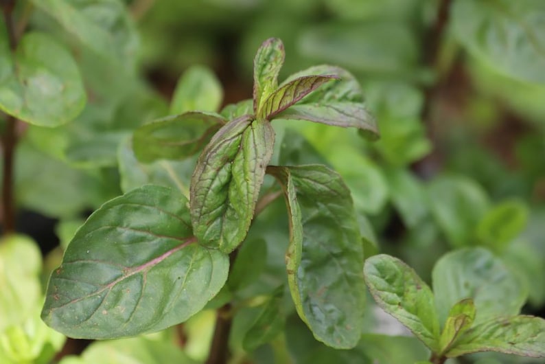 AZGARDENS Aquatic Mint - Thumbnail 4