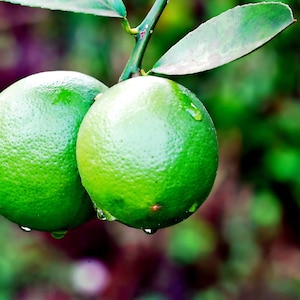 May include: Close-up of two bright green limes with water droplets, attached to a branch with green leaves. The limes have a textured surface and are set against a blurred background of green and purple.