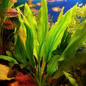 May include: Bright green aquatic plants with long, textured leaves are the focal point of this image. Small, orange fish swim in the background of the aquarium, with a blue backdrop. The plants are a vibrant green, creating a lively underwater scene.