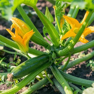 K&ouml;nnte beinhalten: Eine Nahaufnahme einer Zucchini-Pflanze mit gr&uuml;nen Stielen und Bl&auml;ttern. Die Pflanze hat zwei gelbe Bl&uuml;ten und eine gr&uuml;ne Zucchini, die daran w&auml;chst.