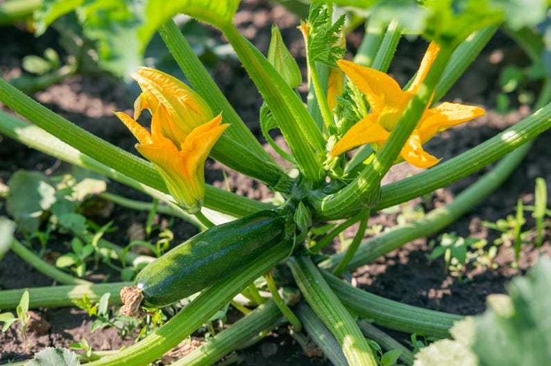 K&ouml;nnte beinhalten: Eine Nahaufnahme einer Zucchini-Pflanze mit gr&uuml;nen Stielen und Bl&auml;ttern. Die Pflanze hat zwei gelbe Bl&uuml;ten und eine gr&uuml;ne Zucchini, die daran w&auml;chst.