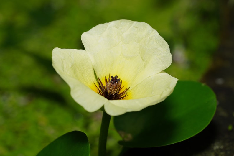 AZ Gardens Water Poppy - Thumbnail 4