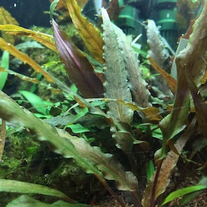 May include: Close-up of aquatic plants with long, textured leaves in shades of green, brown, and purple. The plants are submerged in water, creating a natural underwater scene. The image showcases the details of the plant's structure.