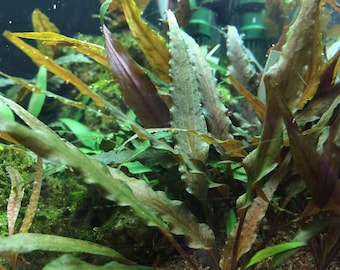 Cryptocoryne Undulata Freshwater Aquarium Plant 2 pack