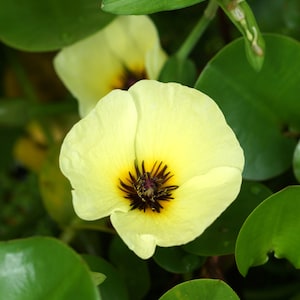 May include: Close-up of a yellow flower with a dark center, surrounded by green leaves. The flower has delicate petals and a prominent dark center. The leaves are a vibrant green, creating a natural, botanical theme.