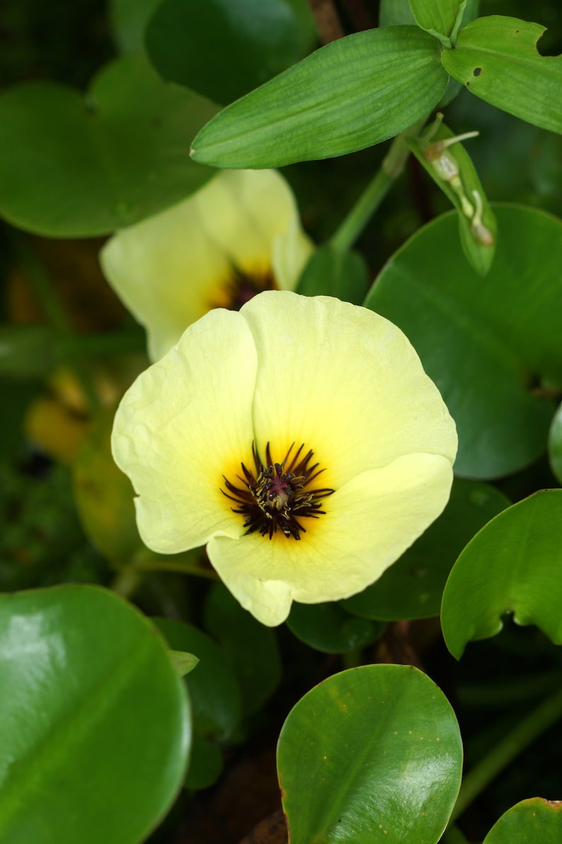 AZ Gardens Water Poppy - Thumbnail 3