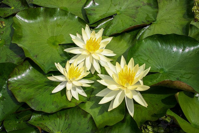 Nymphaea ‘Sulphurea Okeechobee’ Winter Hardy Water Lily - Thumbnail 2
