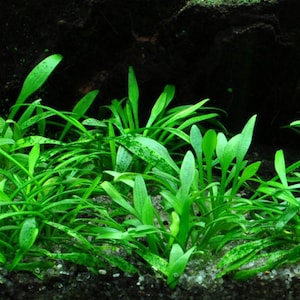May include: A vibrant image of aquatic plants with bright green leaves. The plants are densely packed, creating a lush, textured appearance. The background is dark, emphasizing the vivid green of the foliage. Ideal for aquarium decor.
