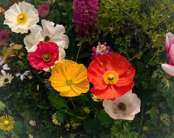 May include: A close-up of a variety of colorful flowers in bloom. The flowers include red, yellow, white, and pink poppies, as well as other wildflowers.