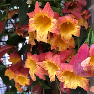 Tangerine Beauty Crossvine, Bignonia Capreolata, crossvine, trumpet flower, and tendriled trumpet creeper (10 Seeds)