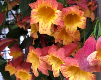 Tangerine Beauty Crossvine, Bignonia Capreolata, crossvine, trumpet flower, and tendriled trumpet creeper (10 Seeds)