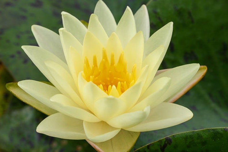 AZ Gardens Texas Dawn Water Lily - Thumbnail 2