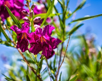 Red/Purple Desert Willow, Chilopsis linearis, Flowering Willow, Willow-leaved Catalpa, Willowleaf Catalpa, Bow Willow (10 Seeds)