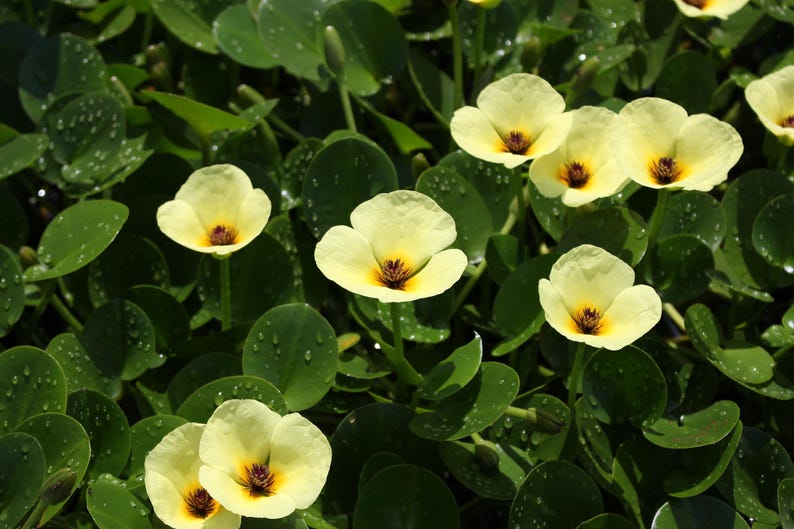AZ Gardens Water Poppy - Thumbnail 2