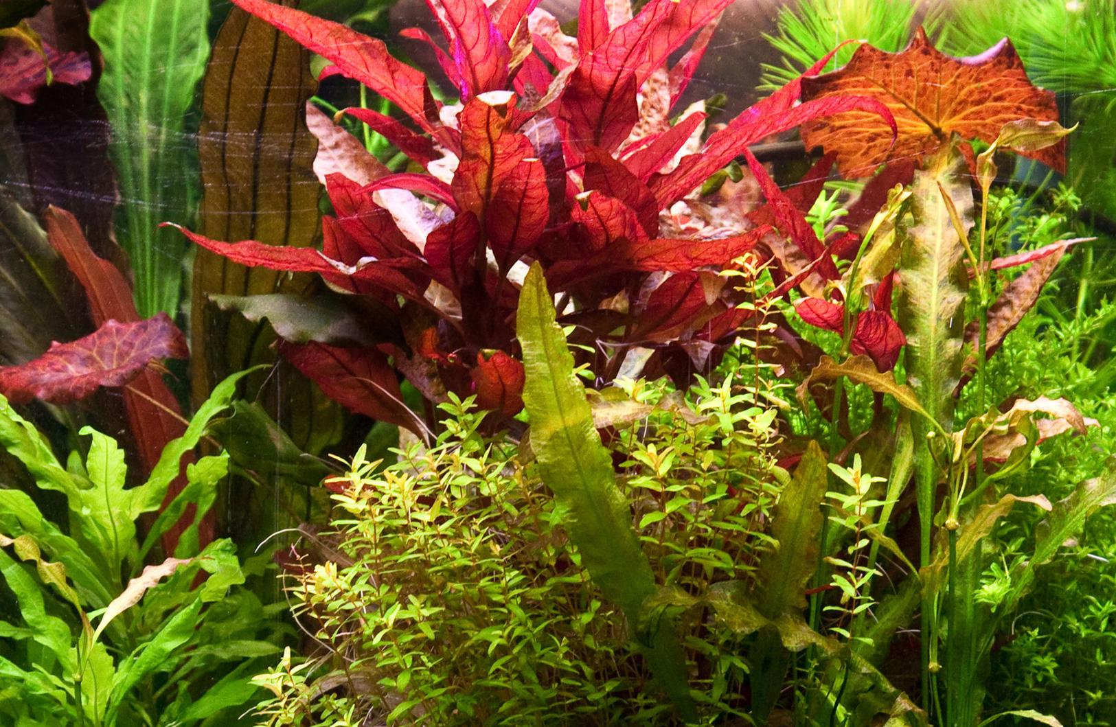 AZ‼️ cryptocoryne \"Diamond Line\"クリプトコリネ AZ‼️ cryptocoryne 