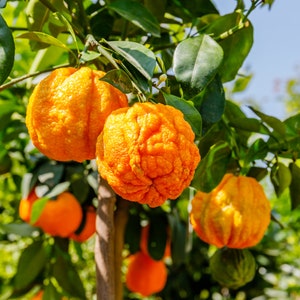 Bitter Orange, Seville Orange, Sour Orange, Zhi Shi or Citrus × aurantium Fruit (1 Fruit) Hand Picked Organic Fruit