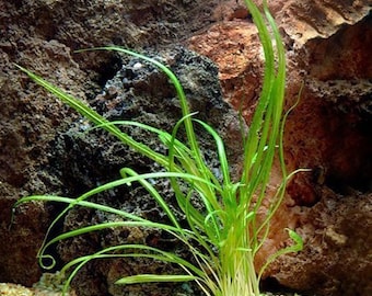 Cryptocoryne Retrospiralis Freshwater Aquarium Plant 2-pack Loose Root