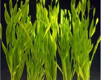 Vallisneria Corkscrew or Vallisneria asiatica Aquarium Plant (pack of 5 individual plants)