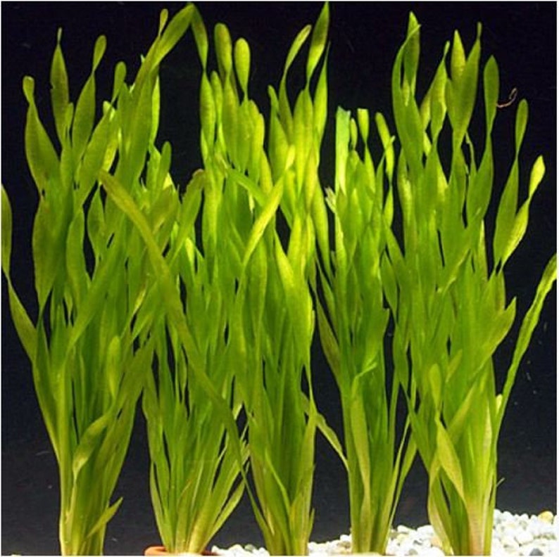 Vallisneria Corkscrew or Vallisneria asiatica Aquarium Plant pack of 5 individual plants image 1