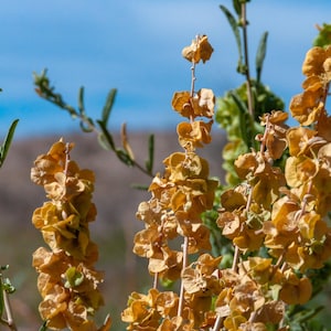 May include: A close-up of a cluster of dried, light brown flowers with a blue sky in the background.