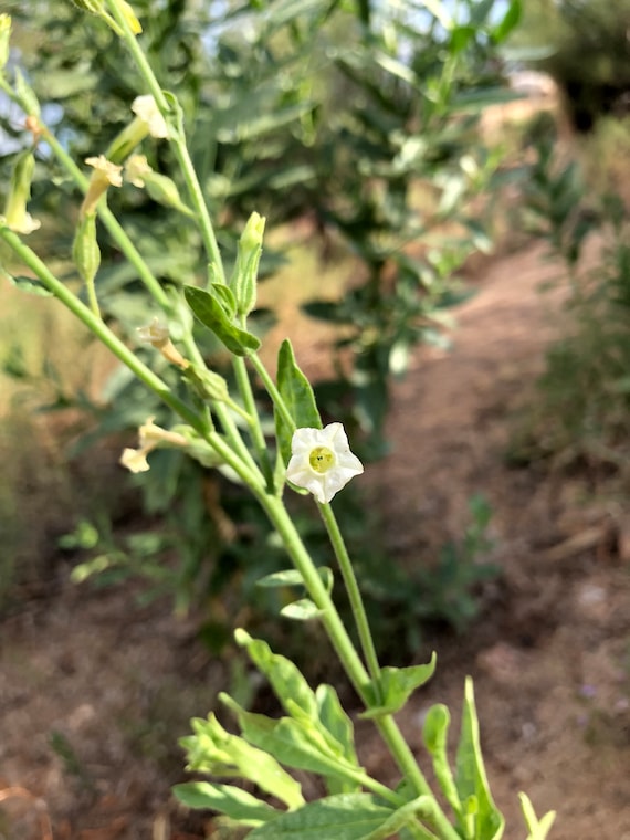 Desert Tobacco Nicotiana Obtusifolia Var. Obtusifolia Organic Hand  Collected Seeds 20 Pack