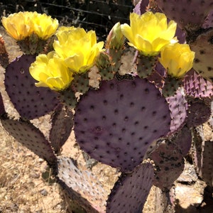 Santa Rita Prickly Pear Seeds (20 pack) Purple or Violet Prickly Pear or Opuntia chlorotica var. santarita, Opuntia violacea var. santarita