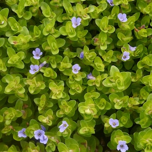 Moneywort Bacopa Monnieri 2" Potted Freshwater Aquarium Plant 2 pack