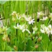 see more listings in the Pond Plants section