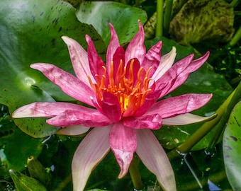 Red Spider Pond Lily (pack of 3 Lilies)