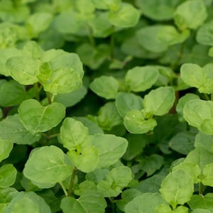 Creeping Mint Charlie, Clinopodium cf. brownei Aquarium or Pond Bunched Oxygenator Plant 3 pack