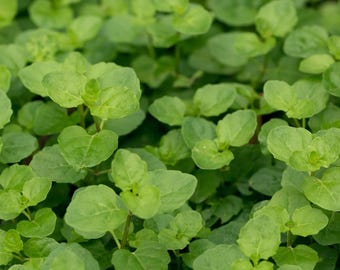 Creeping Mint Charlie, Clinopodium cf. brownei Aquarium or Pond Bunched Oxygenator Plant 3 pack
