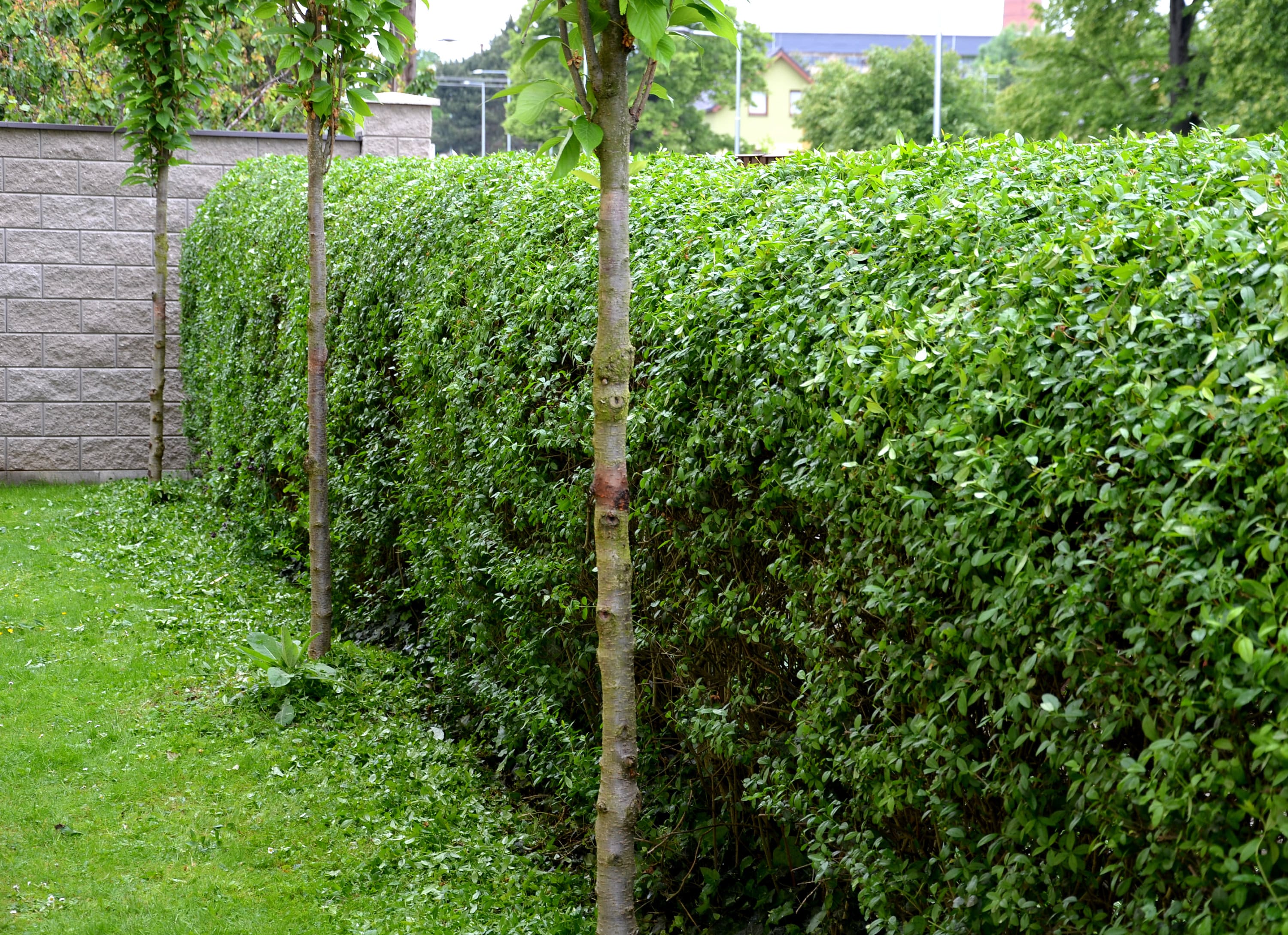 Privet Ligustrum lucidum 10 seeds broad-leaf privet, Chinese privet, glossy  privet, tree privet, or wax-leaf privet Organic Hand Picked - Etsy  sterreich