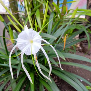 Puede incluir: Una flor de lirio ara&ntilde;a blanca con p&eacute;talos largos y delgados y un estambre amarillo central. La flor est&aacute; rodeada de follaje verde.