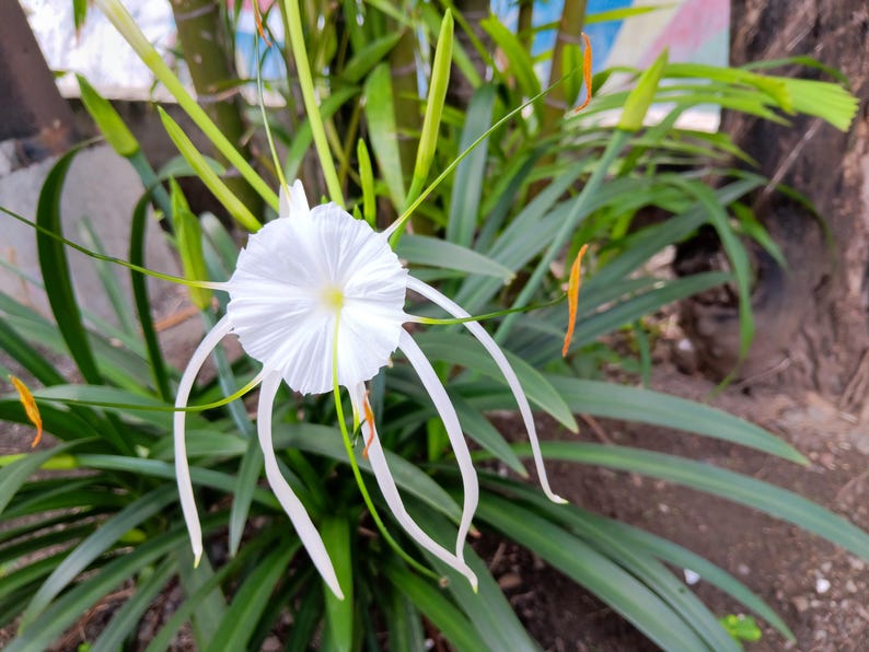 Puede incluir: Una flor de lirio ara&ntilde;a blanca con p&eacute;talos largos y delgados y un estambre amarillo central. La flor est&aacute; rodeada de follaje verde.