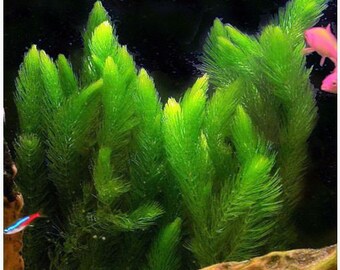 Hornwort Bunched Aquatic Plant (3 bunches)