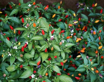 Bolivian Rainbow Pepper Capsicum Annuum (20 Seeds)