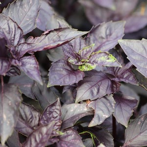 May include: Close-up of purple basil leaves. The leaves are a deep purple color with some green accents, and they have a textured surface. The image shows the plant's leaves in detail, highlighting their shape and color.