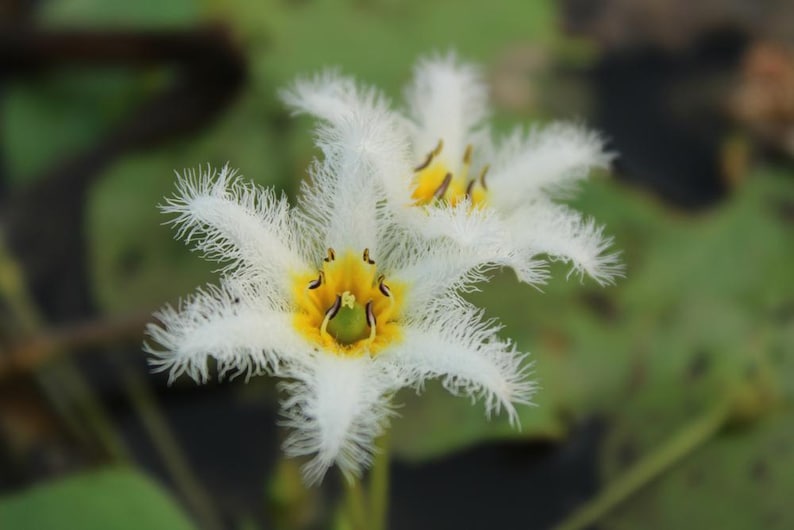 AZ Gardens Nymphoides indica Floating Plant