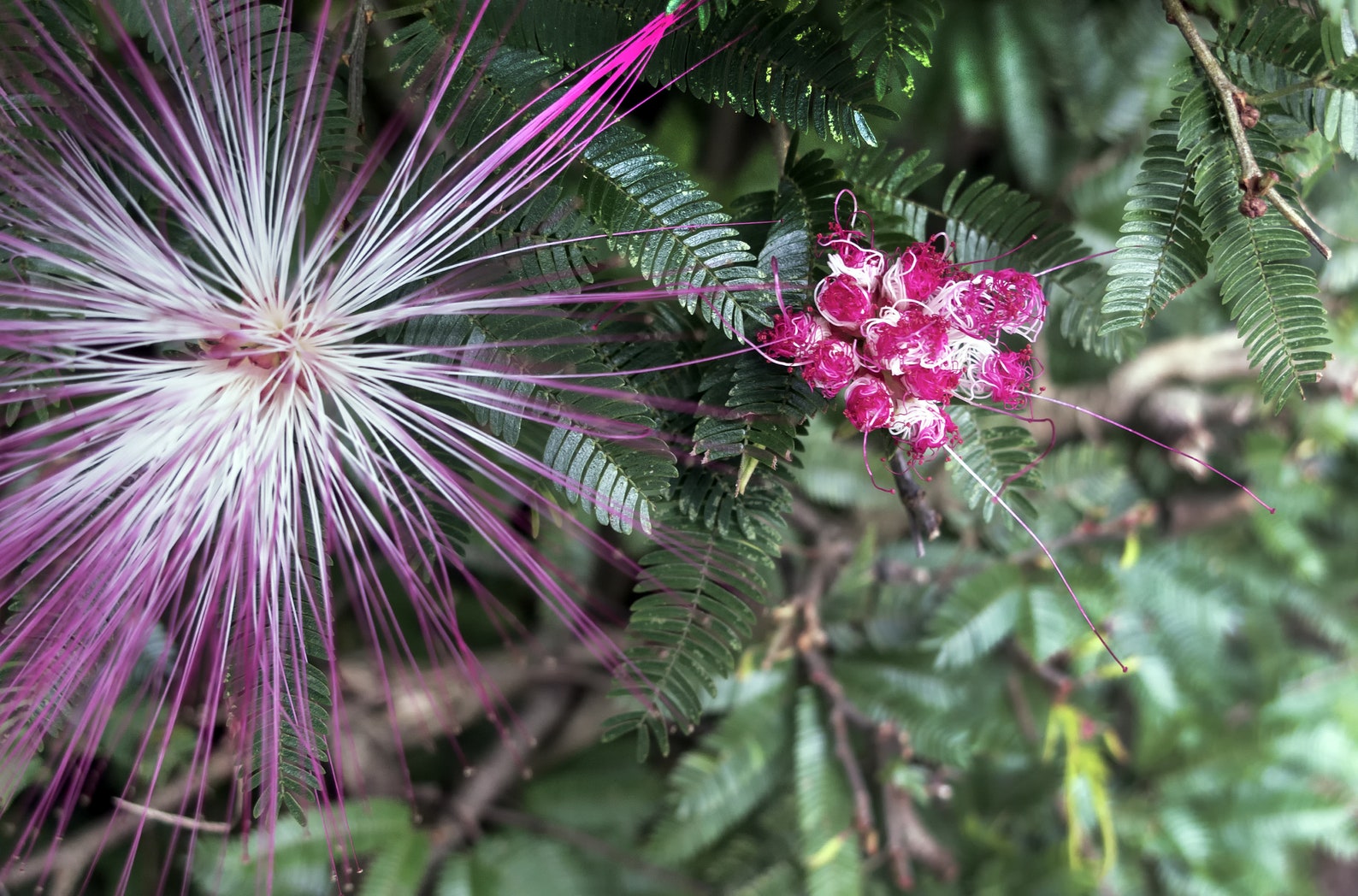 Pink Fairy Duster Calliandra Eriophylla 10 Seeds - Etsy
