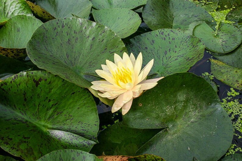 AZ Gardens Texas Dawn Water Lily - Thumbnail 4