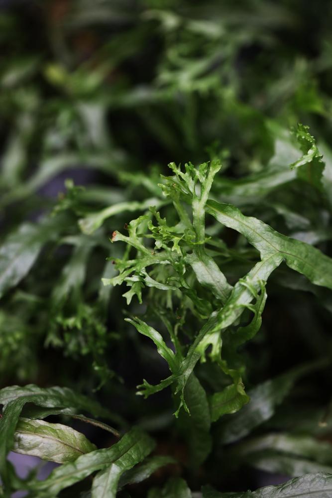 Java Fern Lace Microsorum Pteropus V. Windelov Aquarium Plant 2 Pack - Etsy