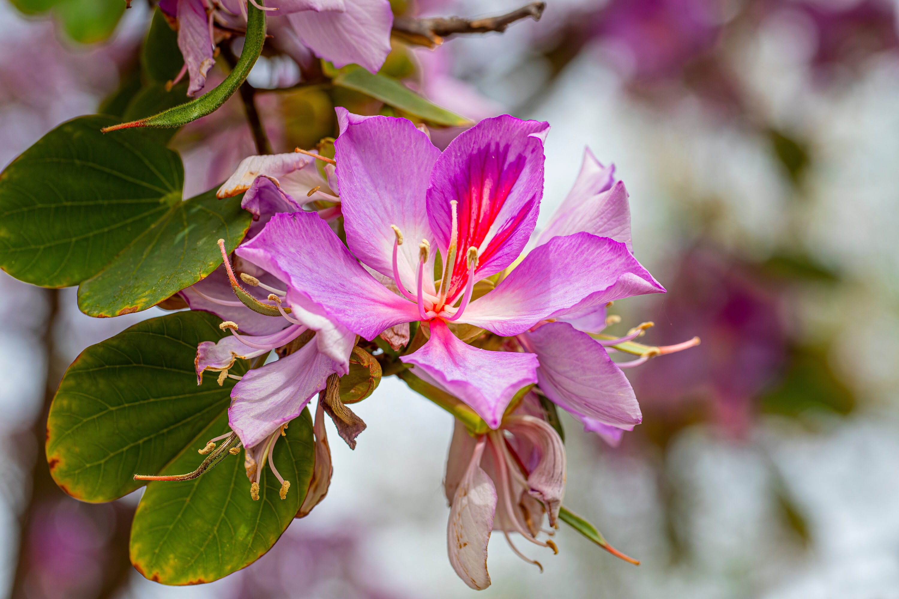 2.5mエジプト産屋外植物