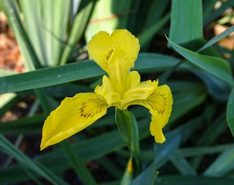 Yellow Iris Winter Hardy Aquatic Pond Marginal Bog Plant 6 pack