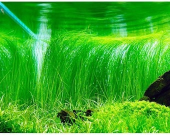 Giant Hairgrass Eleocharis Montevidensis 2" Potted Aquarium Plant
