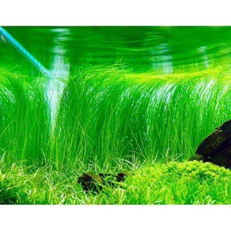 Giant Hairgrass Eleocharis Montevidensis 2 Potted Aquarium Plant image 1
