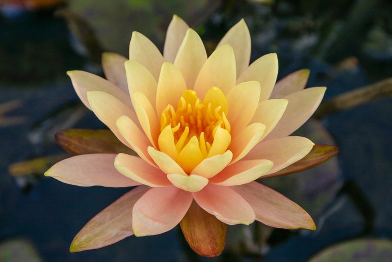 Nymphaea Georgia Peach Water Lily - Thumbnail 3