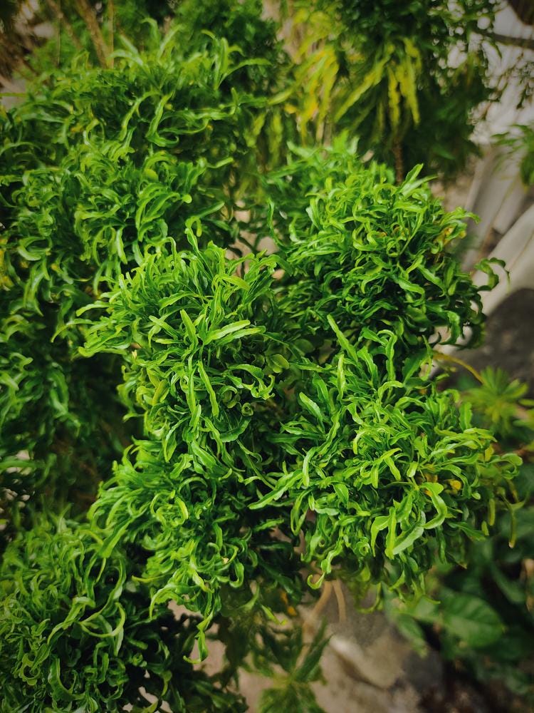 Java Fern Lace Microsorum Pteropus V. Windelov Aquarium Plant 2 Pack - Etsy