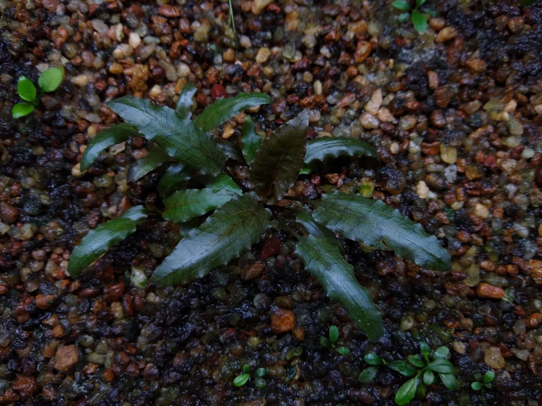 Red Cryptocoryne Wendtii Freshwater Aquarium Plant 2 Pack - Etsy