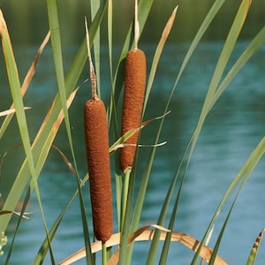 Cattail or Typha latifolia Winter Hardy Pond Marginal Bog Plant 6 plant pack 2&quot; pots